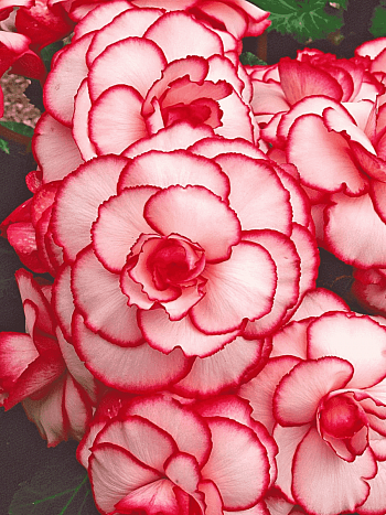 Бегония Picotee White/Red