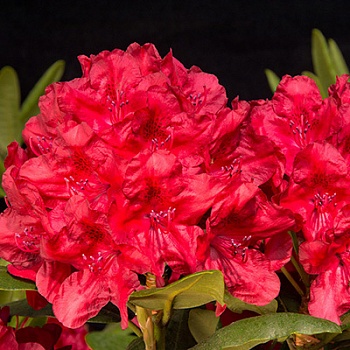 Рододендрон плотный Little Red