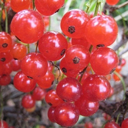 Смородина красная Уральские Зори