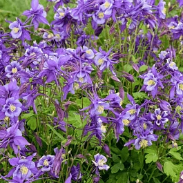 Аквилегия обыкновенная Early Bird Purple Blue