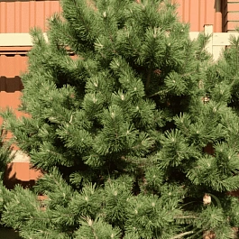 Сосна крючковатая