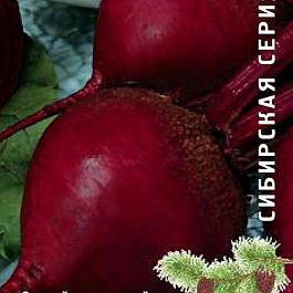 Свёкла столовая Бордо 237