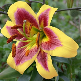 Лилия ОТ-гибрид Роберт Свонсон