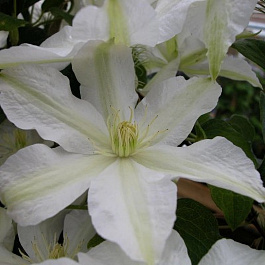 Клематис крупноцветковый Роко-Колла