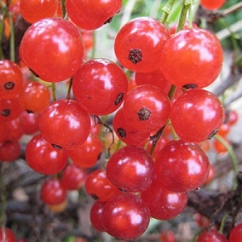 Смородина красная Уральские Зори Смородина красная Уральские Зори