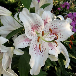 Лилия ЛОО-гибрид Игл НАБОР 2ШТ (2+2)