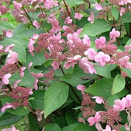 Гортензия метельчатая Dharuma