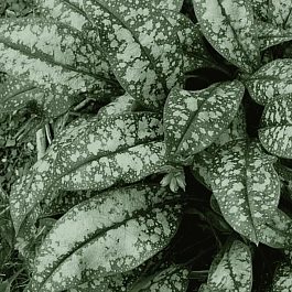 Медуница гибридная Opal