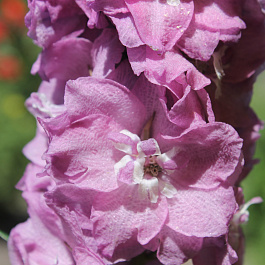 Дельфиниум высокий Дельфис Пауэ