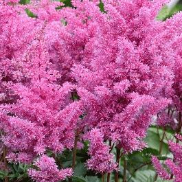 Астильба Арендса Gloria Purpurea