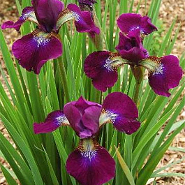 Ирис сибирский Хаббард