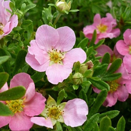 Лапчатка кустарниковая Принцесс