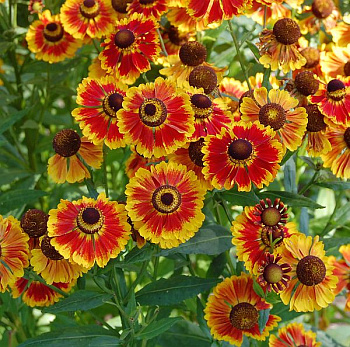 Гелениум осенний Бидермейер