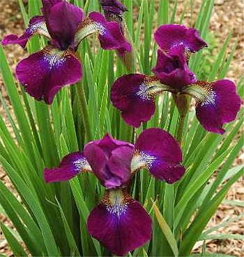 Ирис сибирский Хаббард