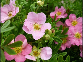 Лапчатка кустарниковая Принцесс