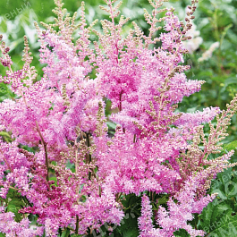 Астильба Арендса America