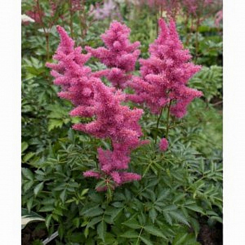 Астильба китайская Драм энд Бэсс