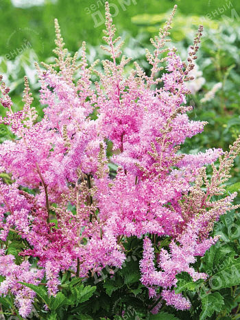 Астильба Арендса America