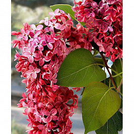 Сирень Мейера Ред Пикси штамб