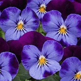 Виола рогатая Denim Jump up