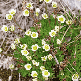 Камнеломка дернистая