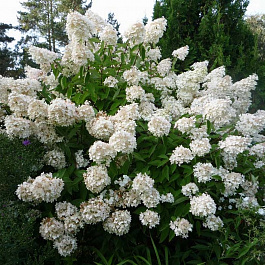 Гортензия метельчатая Грандифлора Гортензия метельчатая Грандифлора
