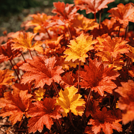 Гейхера Creme Brulee
