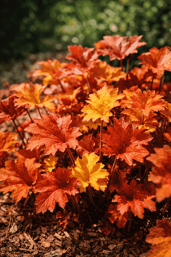 Гейхера Creme Brulee