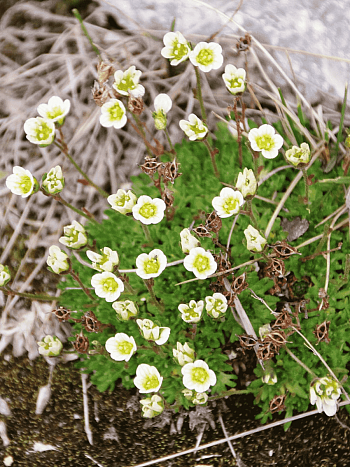 Камнеломка дернистая