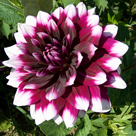 Георгина Декоративная Мистери Дей