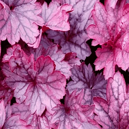 Гейхера Shanghai