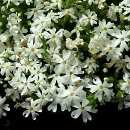 Флокс шиловидный Early Spring White