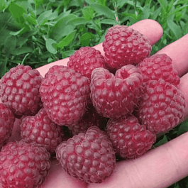 Малина обыкновенная Delbard Magnific