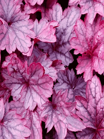 Гейхера Shanghai