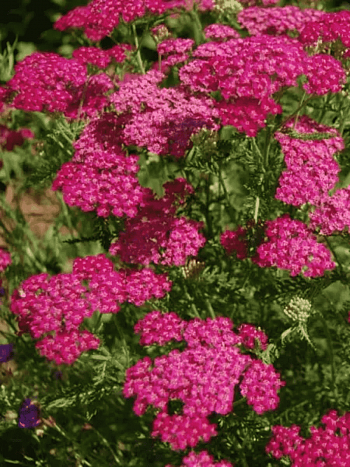 Тысячелистник обыкновенный Cerise Queen