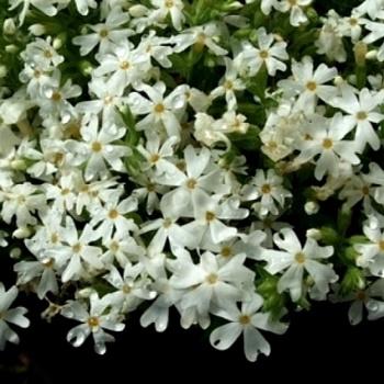 Флокс шиловидный Early Spring White
