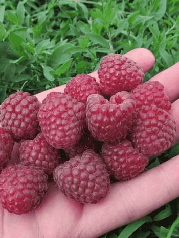 Малина обыкновенная Delbard Magnific