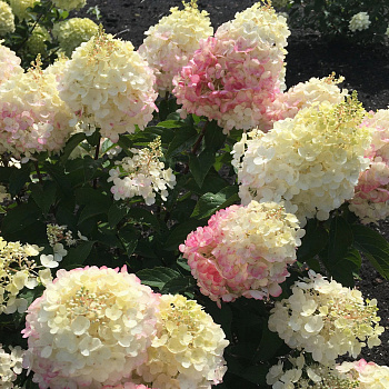 Гортензия метельчатая Пинки Промис  (Патио)