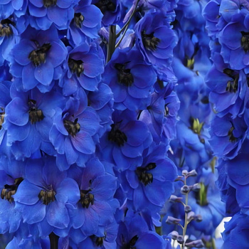 Дельфиниум (живокость) культурный Magic Fountains Dark Blue Dark Bee