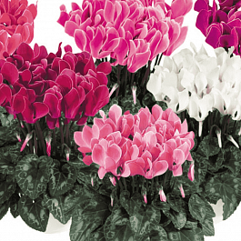 Цикламен персидский Helios Mix