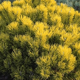 Сосна горная Dezember Gold