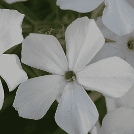 Флокс White Light Rose