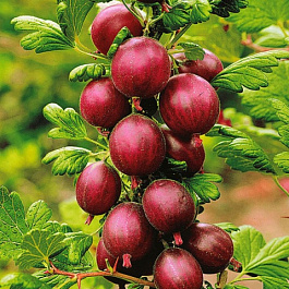 Крыжовник Хиннонмаки Ред