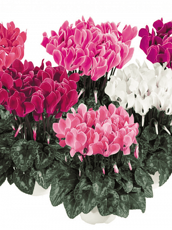 Цикламен персидский Helios Mix