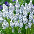 Мускари Peppermint