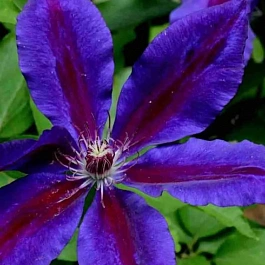 Клематис Wildfire