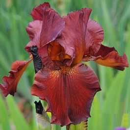 Ирис бородатый Форт Апач