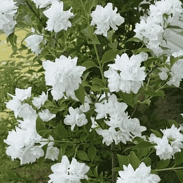 Чубушник венечный Pompon