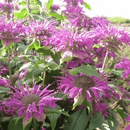 Монарда гибридная Blaustrumpf