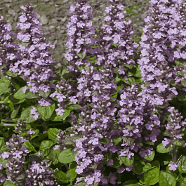 Живучка ползучая Purple Torch